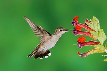 Black-chinned Hummingbird (Archilochus alexandri), female feeding on flower, Tucson, Sonoran Desert, Arizona, USA