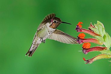 Anna's Hummingbird (Calypte anna), male in flight feeding on flower, Tucson, Sonoran Desert, Arizona, USA