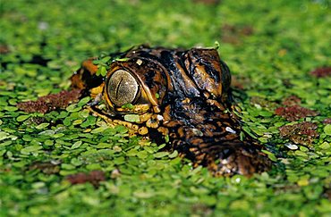 American Alligator (Alligator mississipiensis), young in duckweed camouflaged, Sinton, Coastal Bend, South Texas, USA