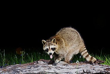 Northern Raccoon (Procyon lotor), adult on log at night, Sinton, Corpus Christi, Texas, USA