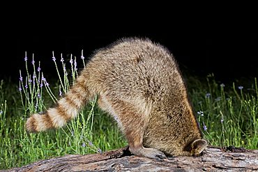 Northern Raccoon (Procyon lotor), adult at night looking for food in hollow log, Sinton, Corpus Christi, Texas, USA