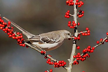 Northern Mockingbird (Mimus polyglottos), adult eating Possum Haw Holly (Ilex decidua) berries, Bandera, Hill Country, Texas, USA