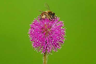 Honey Bee (Apis mellifera), adult feeding on Sensitive Briar flower (Mimosa nuttallii), Sinton, Corpus Christi, Texas, USA