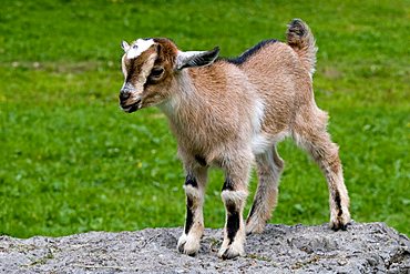 Pygmy Goat (Capra hircus), Eng-Alm, Eng Alp, Karwendel Range, Austria, Europe