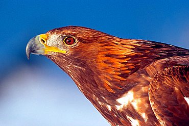 Golden Eagle (Aquila chrysaetos), North Tyrol, Austria, Europe