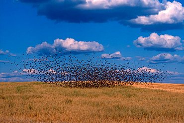 Swarm of Sparrows (Passeridae), Spain, Europe