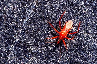 Red Assassin Bug (Rhynocoris iracundus)