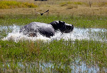 Hippopotamus (Hippopotamuspotamus amphibius), Okavango Delta, Botswana, Africa