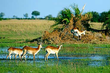 Lechwe or Southern Lechwe (Kobus leche), Okavango Delta, Botswana, Africa