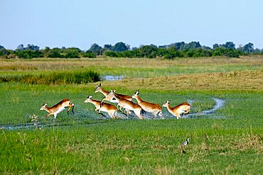 Lechwe or Southern Lechwe (Kobus leche), Okavango Delta, Botswana, Africa