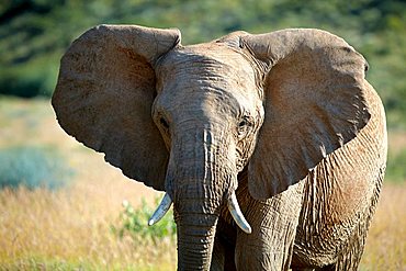 African Forest Elephant (Loxodonta cyclotis), Damaraland, Namibia, Africa