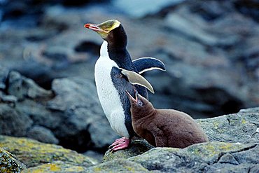 Yellow-eyed or HoiHo Penguin (Megadyptes antipodes), young bird begging for food, South Island, New Zealand