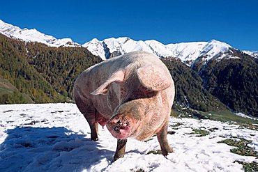 Domestic Pig (Sus scrofa domestica) in the mountains, South Tyrol, Italy, Europe