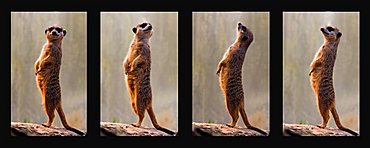 Meerkats, collage, four individual pictures, Stuttgart, Germany, Europe