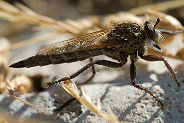 Robber Fly (Asilidae), Grasse, Alpes-Maritimes, France, Europe