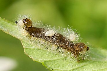 Parasitized caterpillar. A certain type of wasp lays its eggs in the caterpillar, their inhabitants feeding off the caterpillar then leaving it to pupate beside its now empty shell, Cannes, Alpes-Maritimes, France, Europe