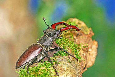 Stag Beetle male (Lucanus cervus)