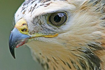 Portrait of a Buzzard (Buteo buteo)