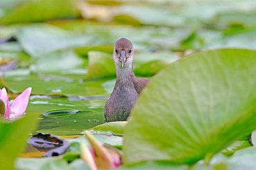 Jung Moorhen (Gallinula chloropus) is swimming between water lilies