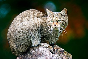 european wildcat (Felis sylvestris), captive