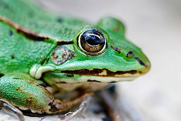 Portrait of a green frog