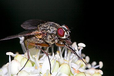 house fly (Musca domestica) on white flower