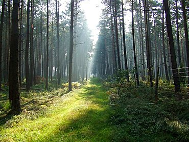 forest way with sunlight