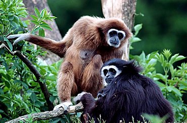 White handed gibbon