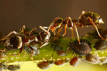 ants and aphids (Aphididae), Germany