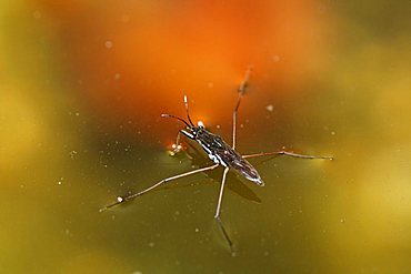 Common pond skater (Gerris lacustris), Germany