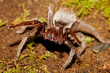 tarantula, Costa Rica