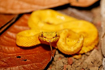 Eyelash palm-pitviper (Bothriechis schlegelii), Costa Rica