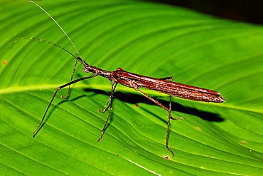 Walking Stick (Phasmatodea), Costa Rica