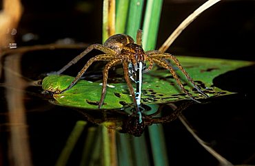 Raft spider (Dolomedes fimbriatus) eating damslefly, Germany