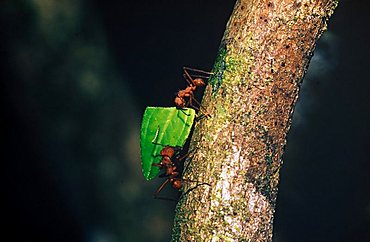 Leaf cutter ants - Costa Rica