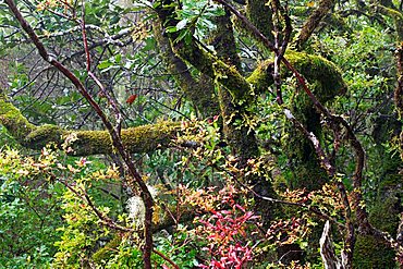 Laurel forest near Rabacal - Madeira