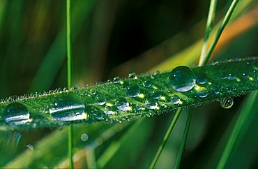 Waterdrops on blade of grass