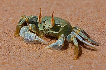 Crab on the beach, Seychelles, Indian Ocean, Africa