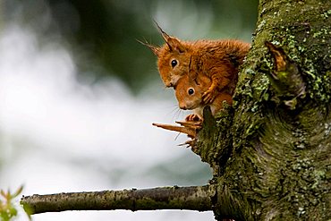 Two Red Squirrels (Sciurus vulgaris) with wet fur, sitting on a branch, Hesse, Germany, Europe