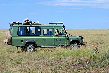 Two cheetahs (acinonyx jubatus ) running towards a jeep with photographer and camera, Masai Mara National Game Reserve, Kenya, Africa