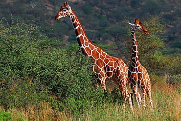 Somali Giraffe (Giraffa camelopardalis reticulata) Samburu national park, Kenya, Africa