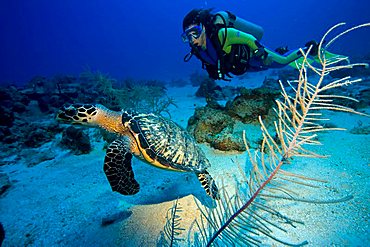 Hawksbill Turtle (Eretmochelys imbricata) and scuba diver, Caribbean, Honduras, Central America