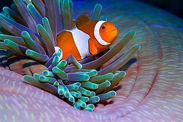 false anemonefish or Clownfish Amphiprion ocellaris.