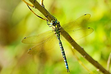 Southern Hawker (Aeshna cyanea, male) aka the Blue Darner