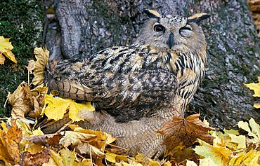 Eagle-owl Bubo bubo interpositus. Caucasus, Russia