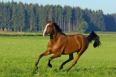 galloping Holstein breed horse