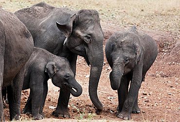 Asian, Asiatic or Indian elephants (Elephas maximus), Rajiv Gandhi National Park, Nagarhole National Park, Karnataka, South India, India, South Asia, Asia