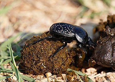 Scarab (Scarabaeidae) with a ball of sheep dung, Croatia, Europe