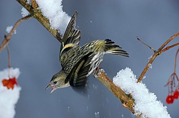 Siskin or Eurasian Siskin (Carduelis spinus), winter