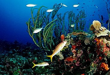 Coral reef with colorful fish, Belize, Caribbean, Central America